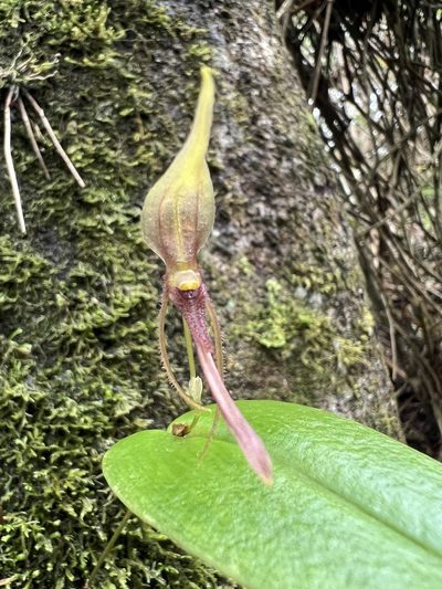 Pleurothallis killipii, photographed by Nicolás Baresch Uribe