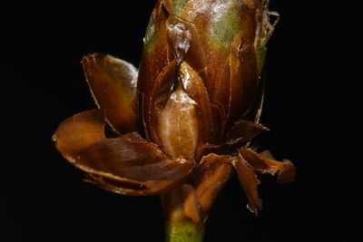 Xyris ambigua, photographed by Brian Finzel