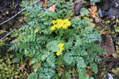 Lomatium hallii