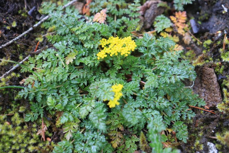 Lomatium hallii, photographed by Sean Haight