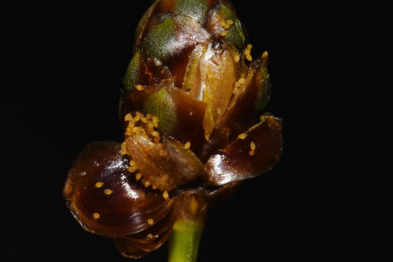 Xyris difformis, photographed by Brian Finzel
