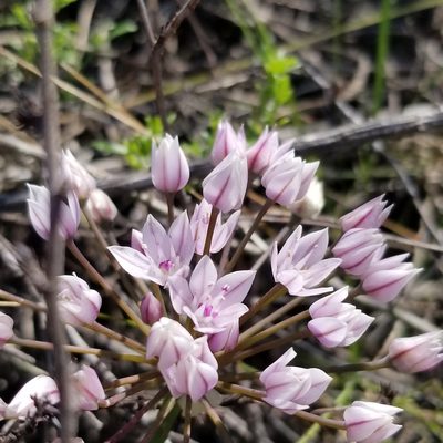 Allium praecox, photographed by James C. Davis