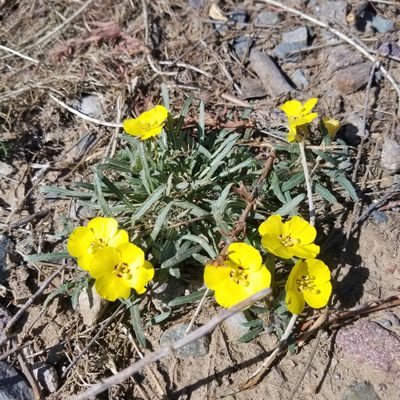 Camissoniopsis bistorta, photographed by James C. Davis