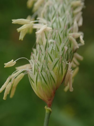Phalaris minor, photographed by Daniel Cahen