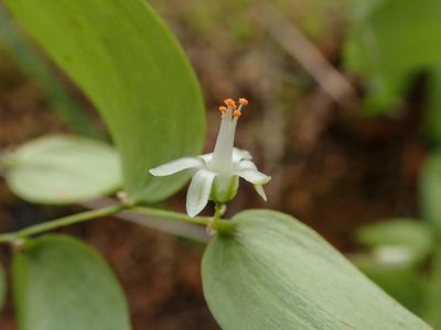 Asparagus asparagoides, photographed by Daniel Cahen