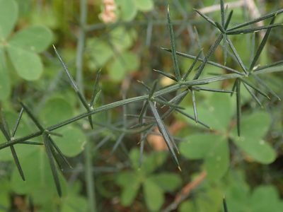 Asparagus aphyllus, photographed by Daniel Cahen