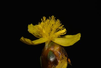 Xyris difformis, photographed by Brian Finzel