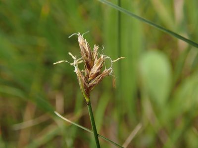 Carex divisa, photographed by Daniel Cahen