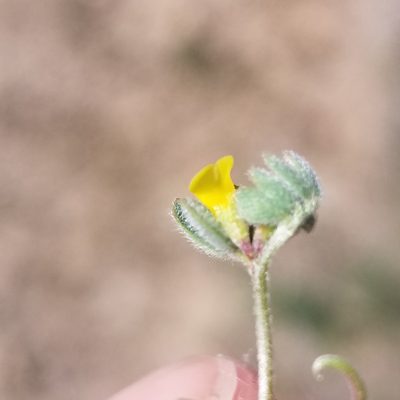 Acmispon micranthus, photographed by James C. Davis