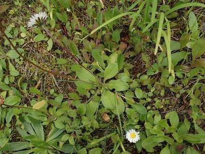 Bellis sylvestris, photographed by Daniel Cahen