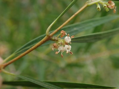 Phillyrea angustifolia, photographed by Daniel Cahen