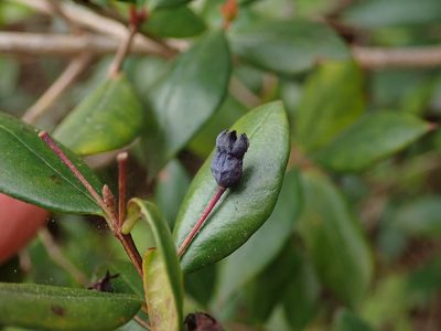 Myrtus communis, photographed by Daniel Cahen