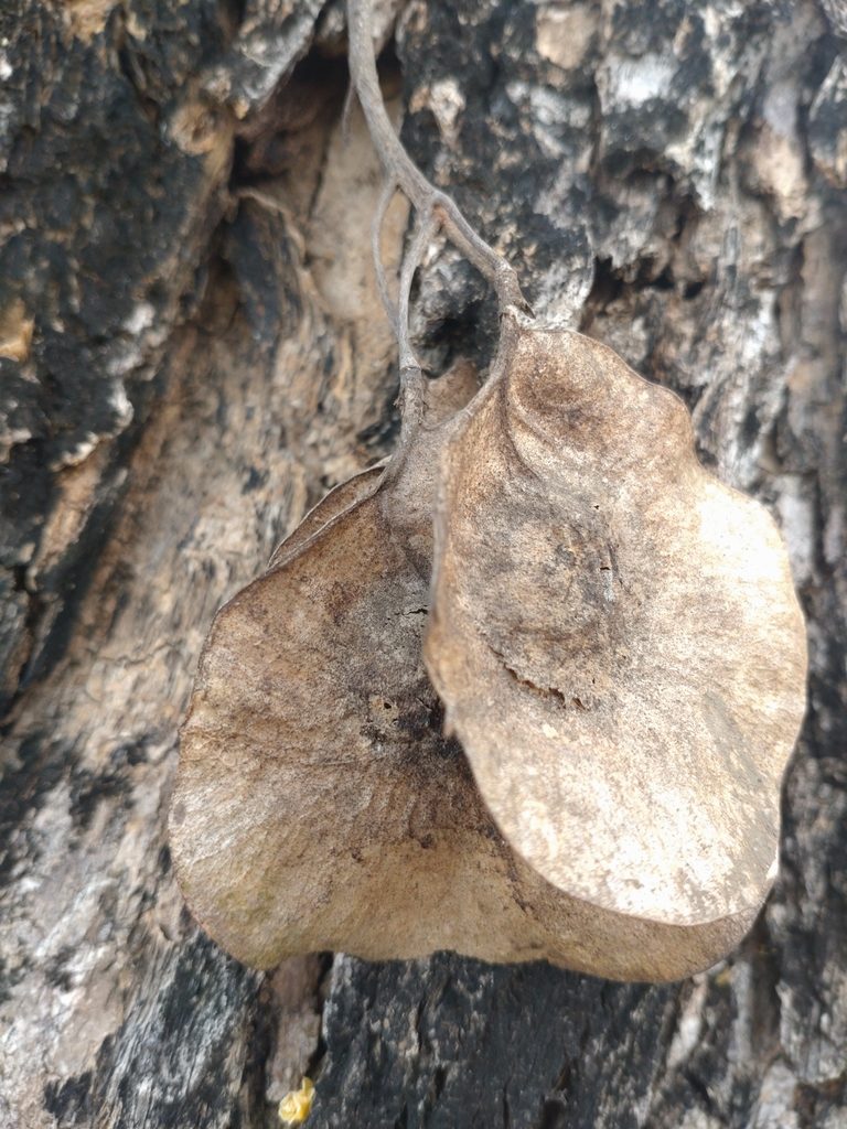 Pterocarpus macrocarpus, photographed by Utain Pummarin