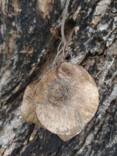 Pterocarpus macrocarpus, photographed by Utain Pummarin
