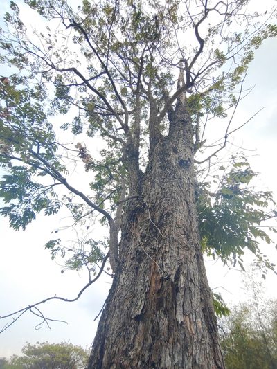 Pterocarpus macrocarpus, photographed by Utain Pummarin