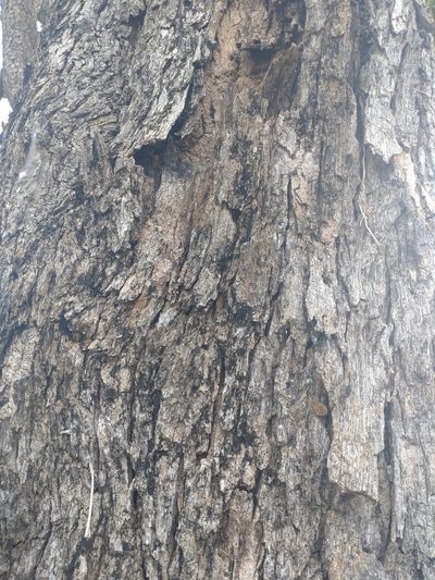 Pterocarpus macrocarpus, photographed by Utain Pummarin