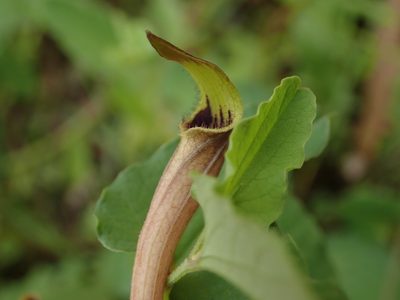 Aristolochia paucinervis, photographed by Daniel Cahen