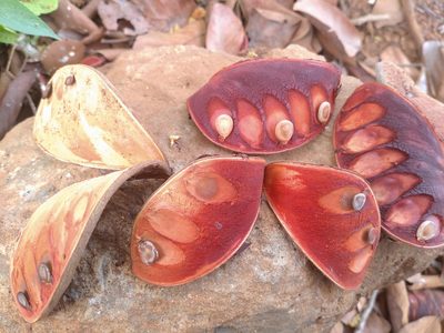 Xylia xylocarpa, photographed by Utain Pummarin
