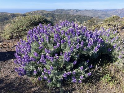 Lupinus albifrons, photographed by Kylie Etter