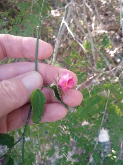 Hibiscus phoeniceus, photographed by Abby Darrah