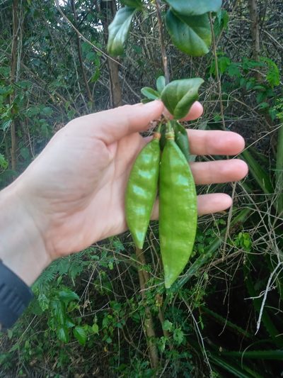 Amphilophium lactiflorum, photographed by Abby Darrah