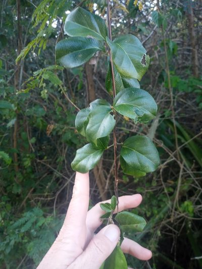 Amphilophium lactiflorum, photographed by Abby Darrah
