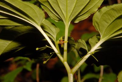 Croomia pauciflora, photographed by Brian Finzel