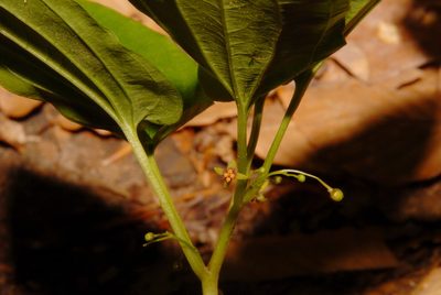 Croomia pauciflora, photographed by Brian Finzel
