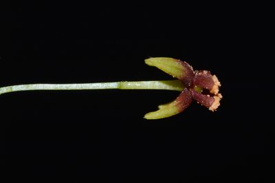 Croomia pauciflora, photographed by Brian Finzel