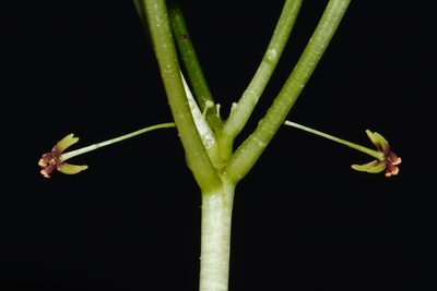 Croomia pauciflora, photographed by Brian Finzel