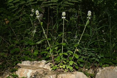 Blephilia woffordii, photographed by Brian Finzel