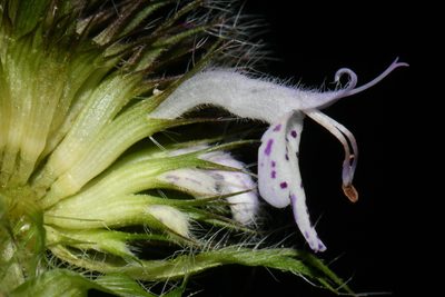 Blephilia woffordii, photographed by Brian Finzel