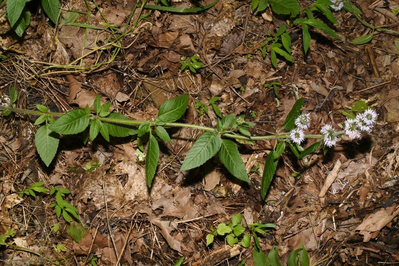 Blephilia woffordii, photographed by Brian Finzel