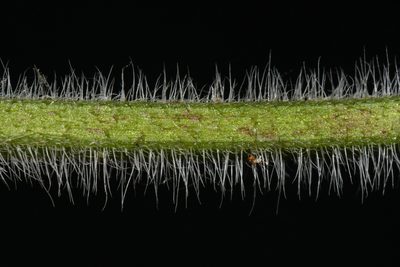 Blephilia woffordii, photographed by Brian Finzel