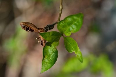 Holographis parayana, photographed by Neptalí Ramírez Marcial