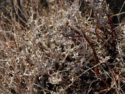 Eriogonum wrightii