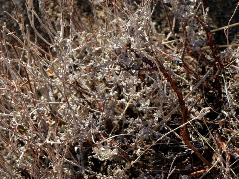 Eriogonum wrightii, photographed by Elliott Gordon