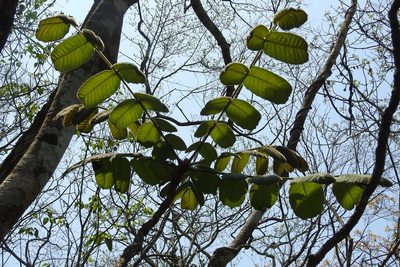Comocladia guatemalensis, photographed by Neptalí Ramírez Marcial