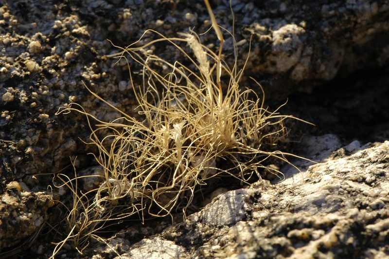 Enneapogon desvauxii, photographed by Elliott Gordon