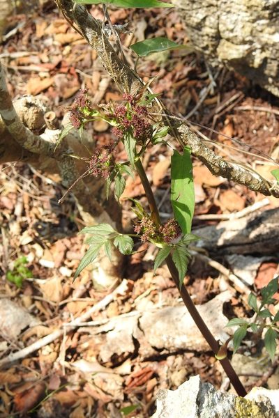 Arracacia nelsonii, photographed by Neptalí Ramírez Marcial
