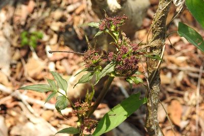 Arracacia nelsonii, photographed by Neptalí Ramírez Marcial