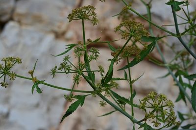 Prionosciadium nelsonii, photographed by Neptalí Ramírez Marcial