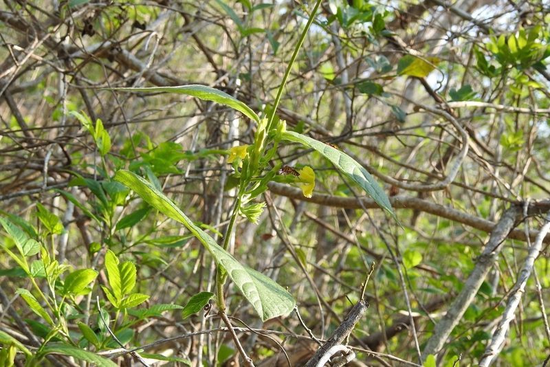 Mandevilla platydactyla, photographed by Neptalí Ramírez Marcial