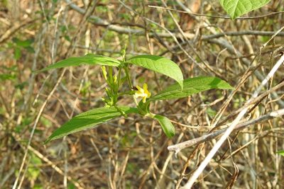 Mandevilla platydactyla, photographed by Neptalí Ramírez Marcial