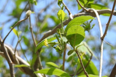 Mandevilla platydactyla, photographed by Neptalí Ramírez Marcial