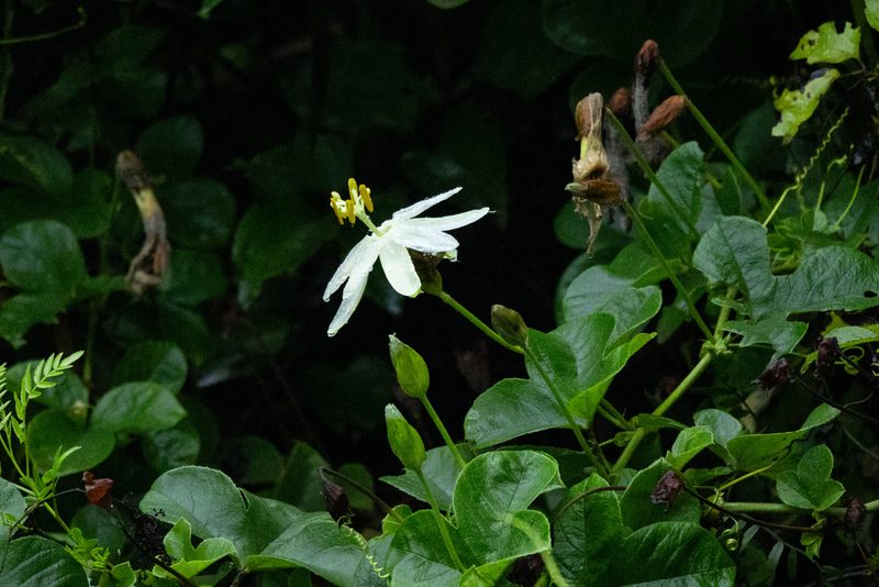 Passiflora peduncularis, photographed by Thibaud Aronson