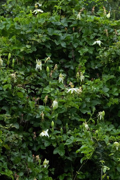 Passiflora peduncularis, photographed by Thibaud Aronson