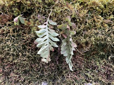 Polypodium hesperium, photographed by Daryl Nolan