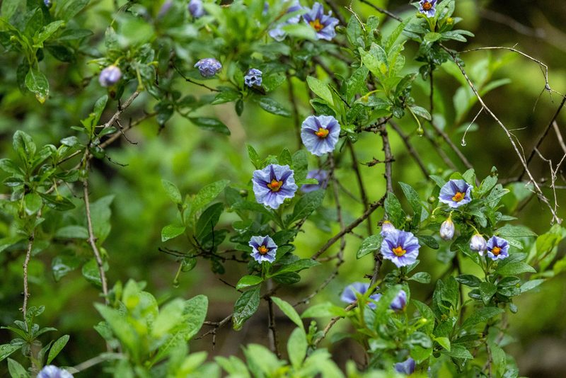 Lycianthes lycioides, photographed by Thibaud Aronson