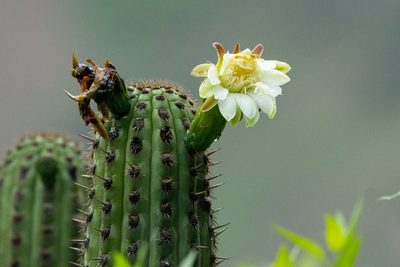 Haageocereus acranthus, photographed by Thibaud Aronson